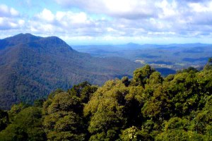 Dorrigo