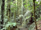 dorrigo-08-07-10