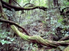 dorrigo-08-07-11