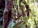 dorrigo-08-07-15