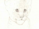 cutecub