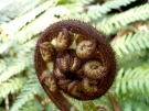 Fern