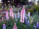 Lake Tekapo, 2008