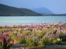 Lake Tekapo, 2008