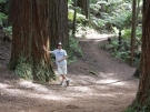 Red Pine Forest - Rotorua, 2008