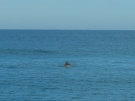 stockton-dolphins